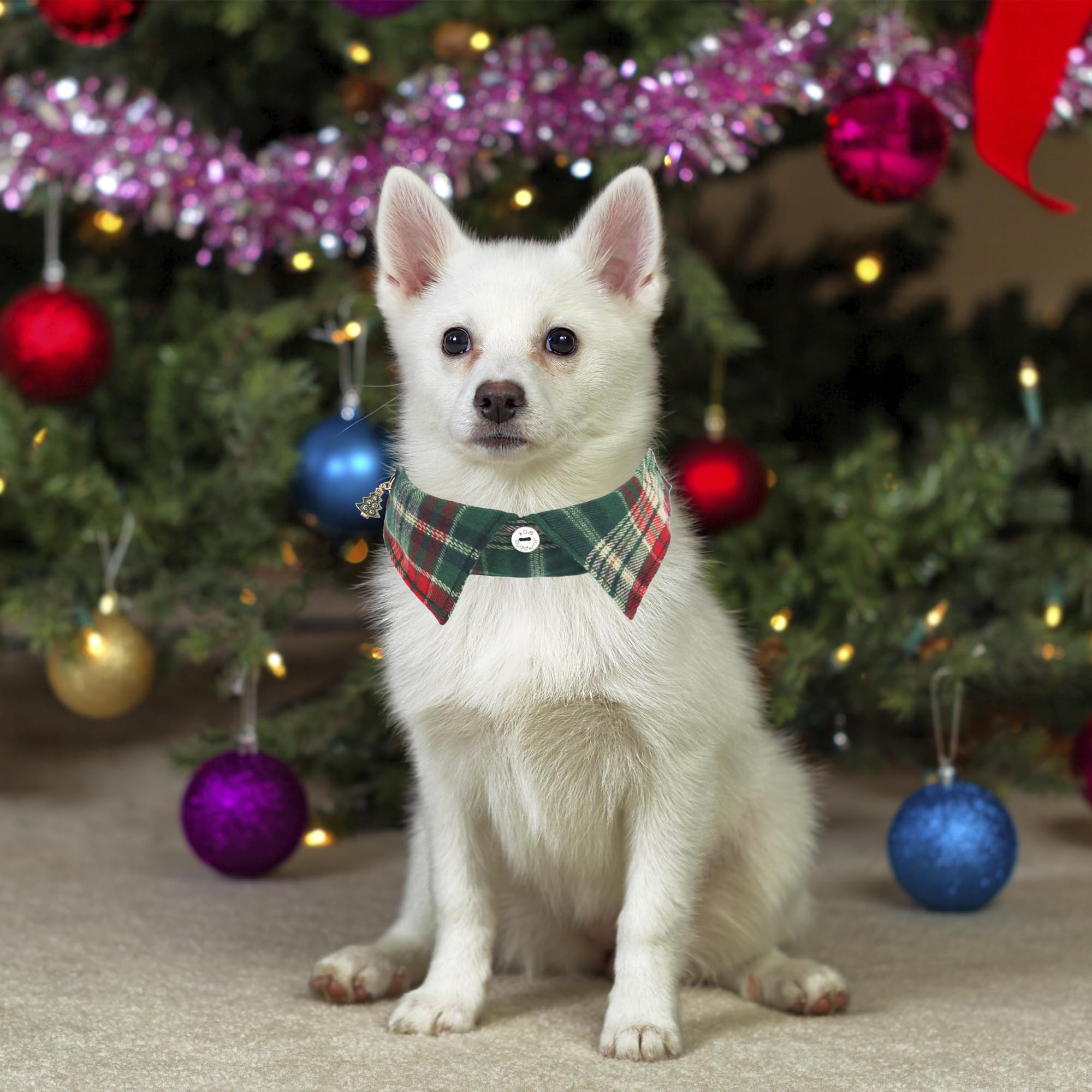ADOGGYGO collar strap with safe buckle and D-ring keep leashes secure.