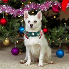 ADOGGYGO collar strap with safe buckle and D-ring keep leashes secure.