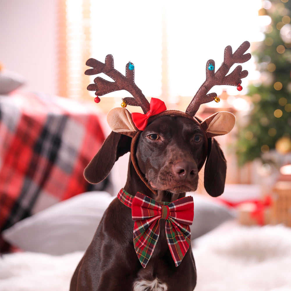 ADOGGYGO collar de algodon suave, comodo para el cuello durante navidad.