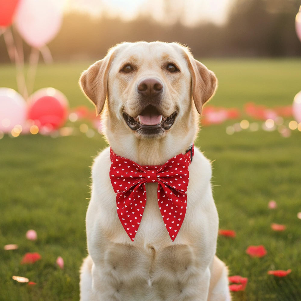 ADOGGYGO collar Valentín con corazón rojo, perfecto para ocasiones especiales