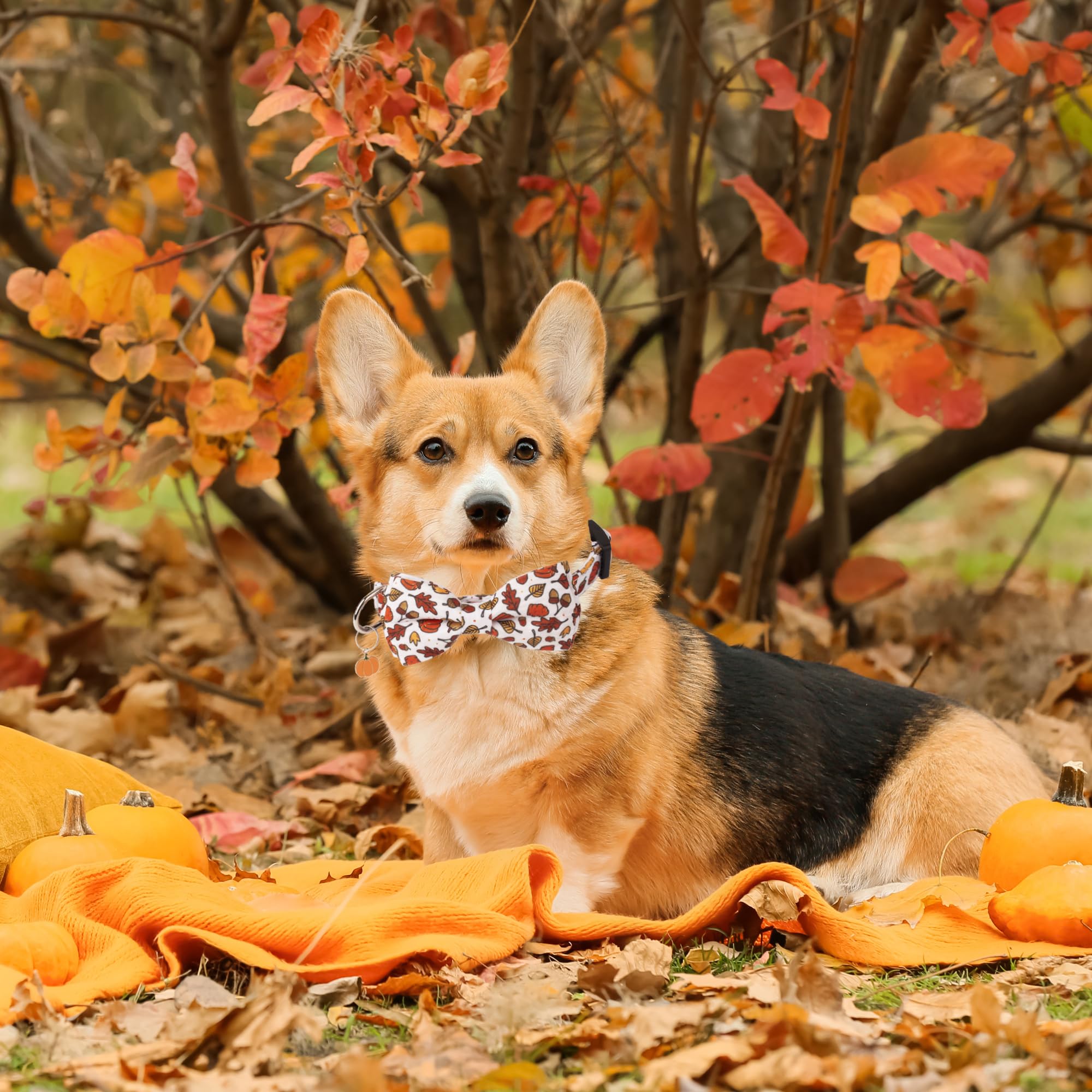 ADOGGYGO detachable bowtie on collar for easy clean and style changes.