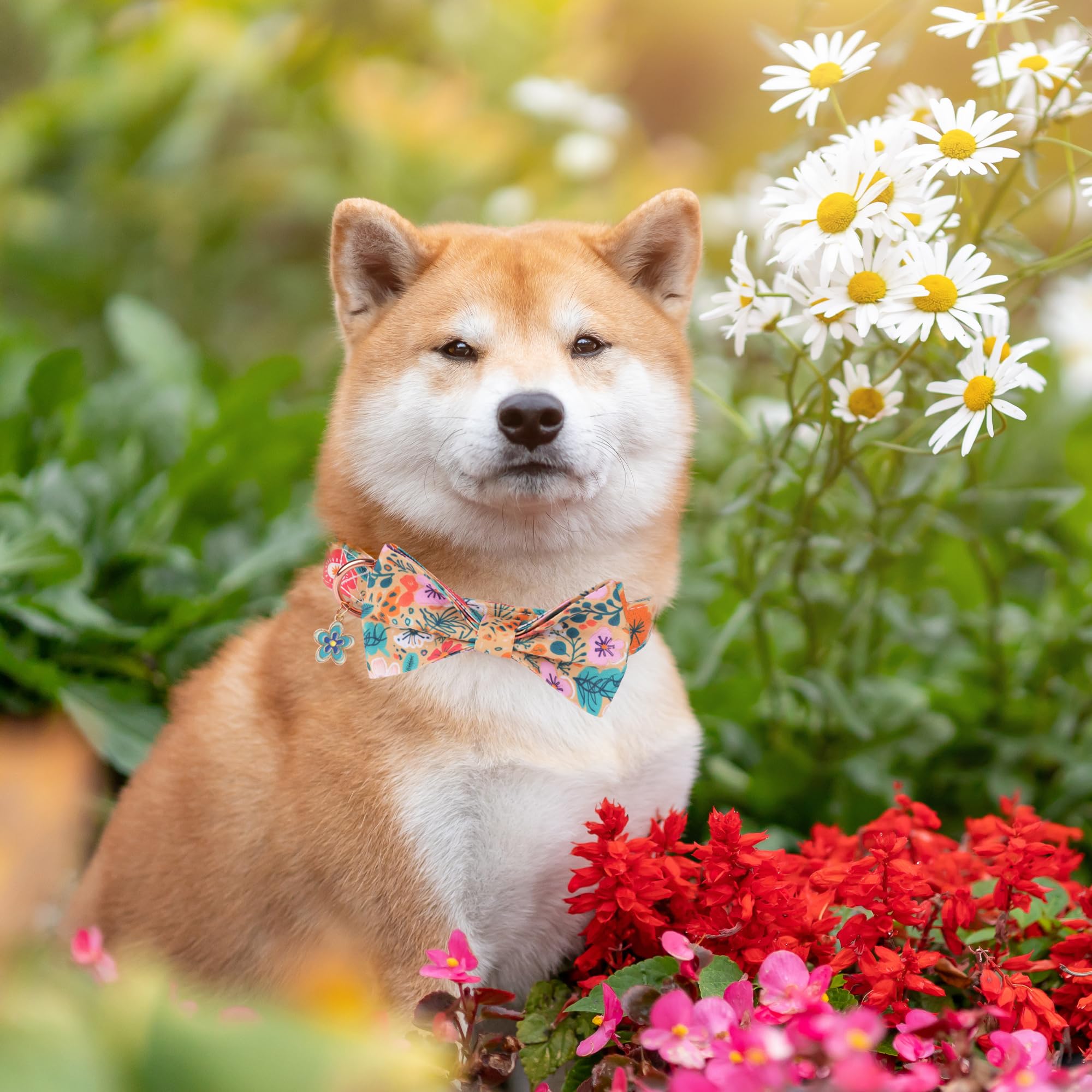 ADOGGYGO detachable flower bow on collar adds cute flair for outings