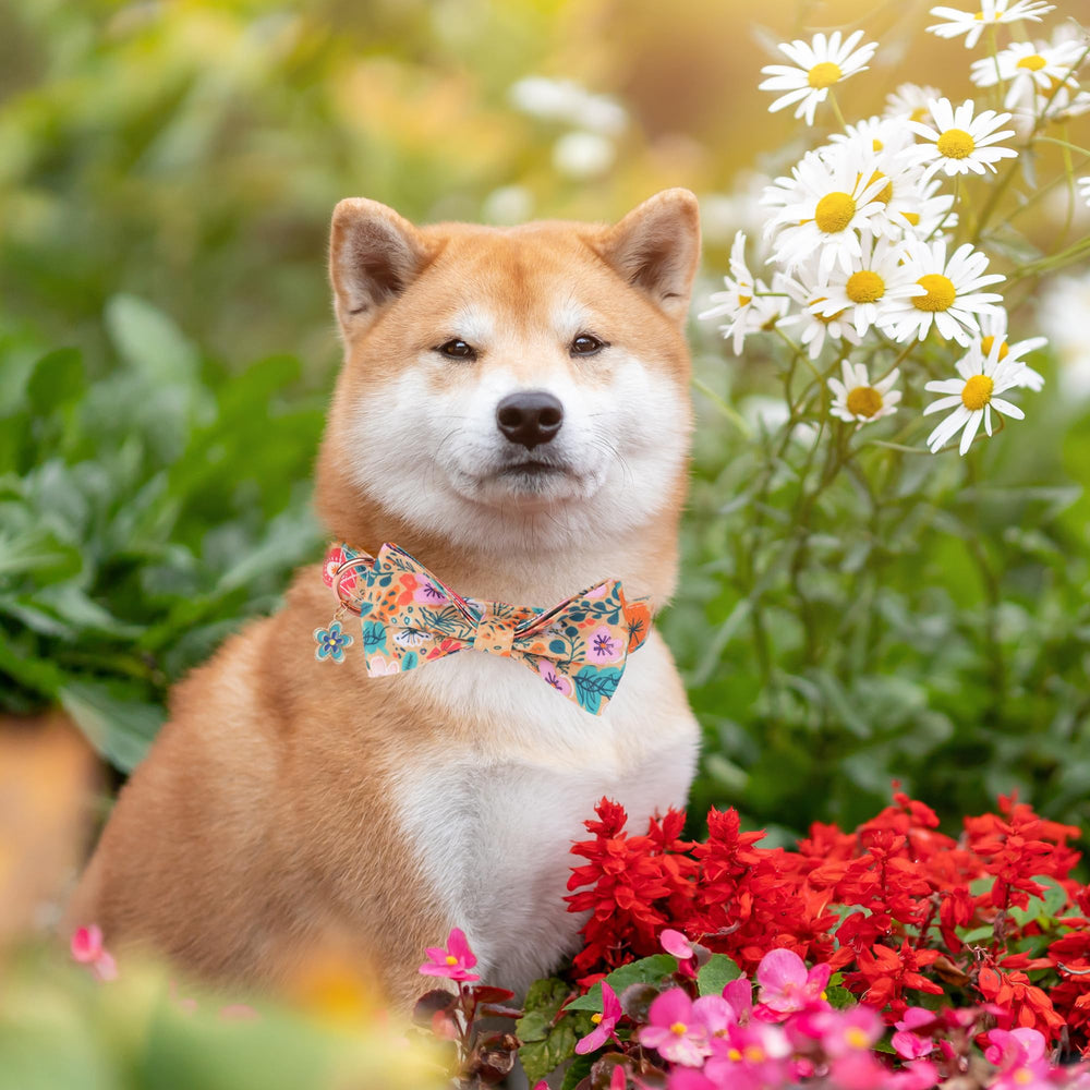 ADOGGYGO detachable flower bow on collar adds cute flair for outings
