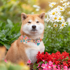 ADOGGYGO detachable flower bow on collar adds cute flair for outings