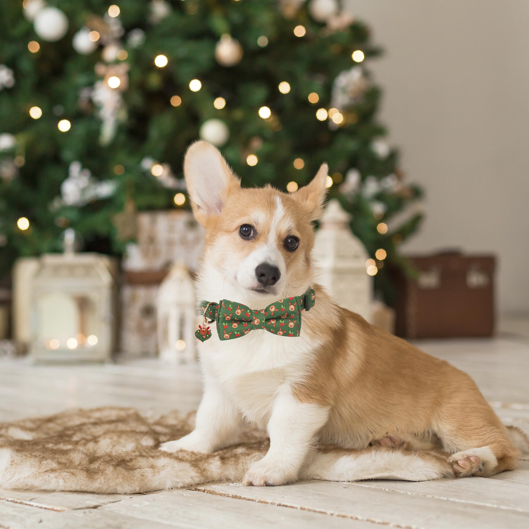 ADOGGYGO bowtie collar attachment shows removable bow for versatile looks on your dog.