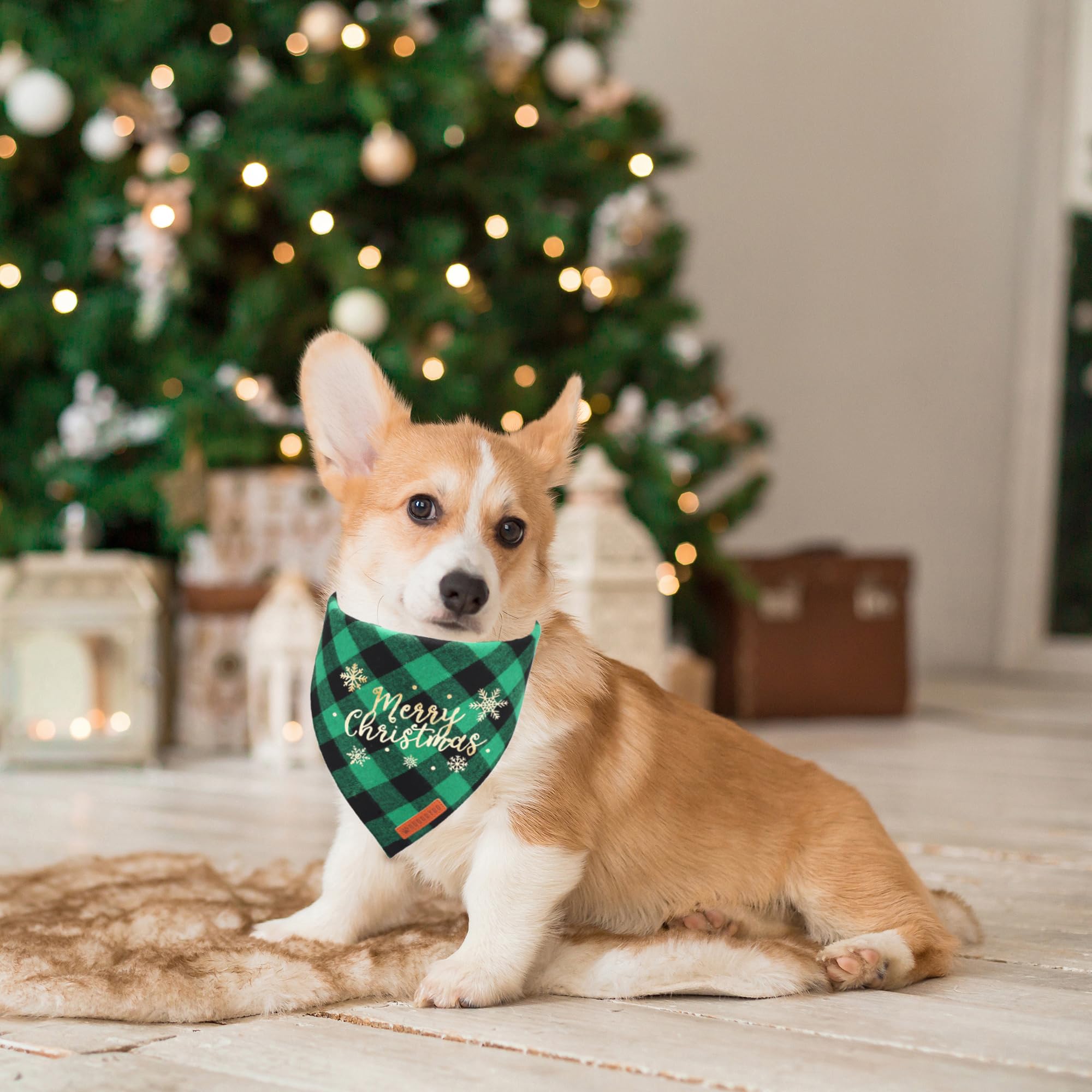 ADOGGYGO dog wearing Christmas bandana on neck for photos.