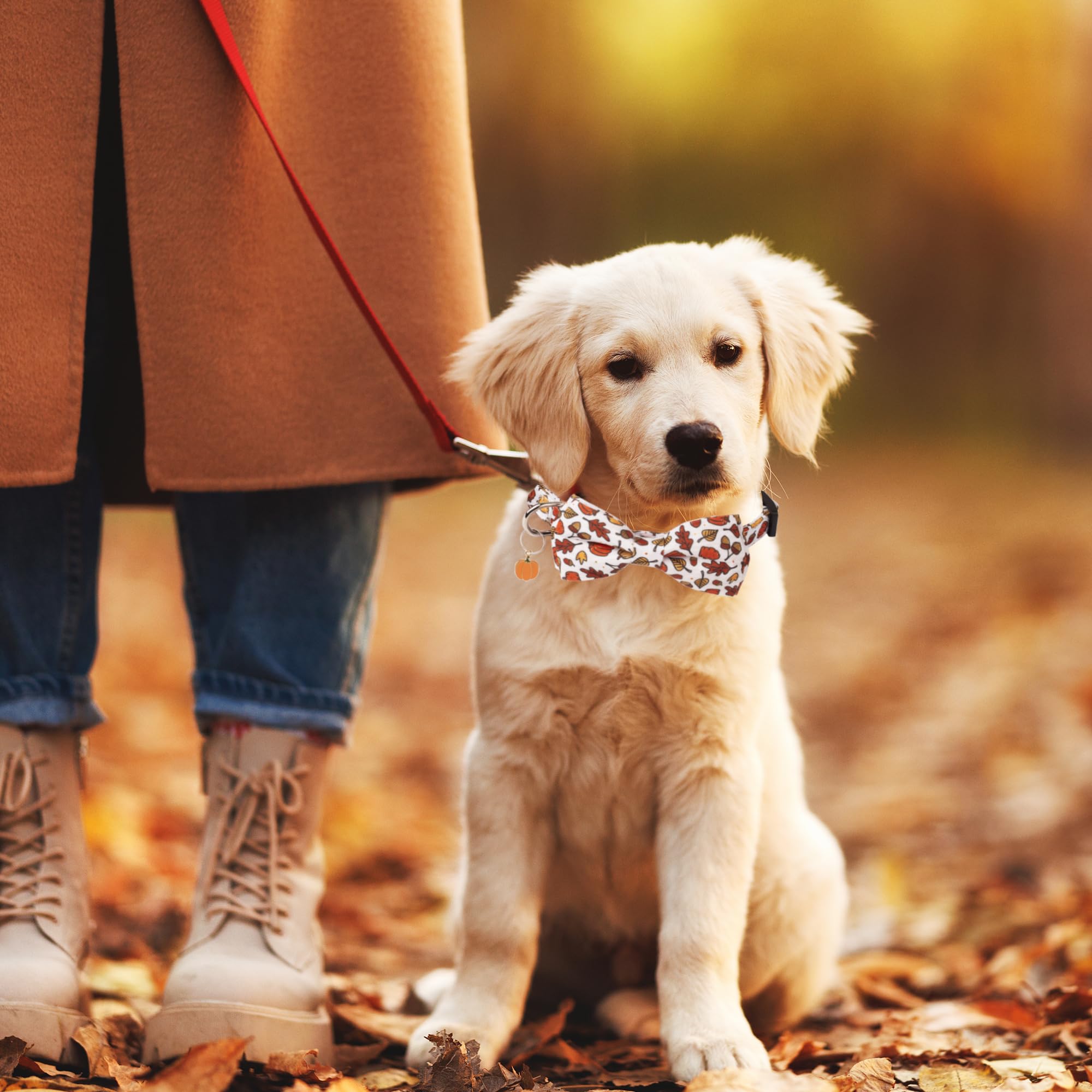 ADOGGYGO fall leaves illustration collar offers cute autumn style during walks.