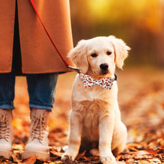 ADOGGYGO fall leaves illustration collar offers cute autumn style during walks.