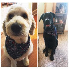 ADOGGYGO fireworks bandana on a dog for a festive Independence Day outfit