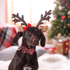 ADOGGYGO green plaid Christmas collar adds seasonal charm during walks