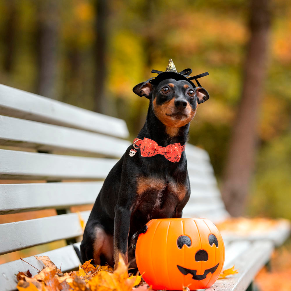 ADOGGYGO skeleton-pattern collar with orange bowtie, adjustable size for small to large dogs.