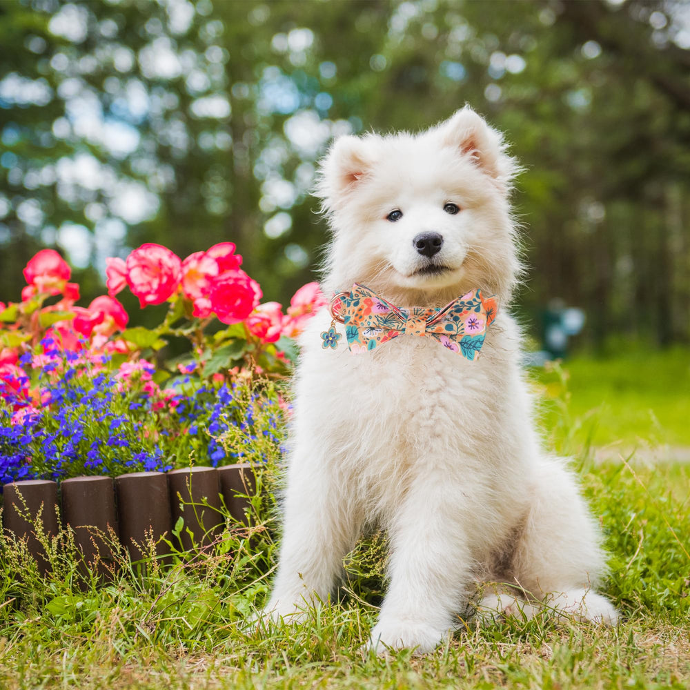 ADOGGYGO metal buckle provides secure, durable closure on a dog collar