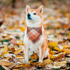 ADOGGYGO orange plaid bandana for Halloween adds festive charm.
