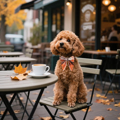 ADOGGYGO orange plaid dog collar highlights seasonal look for Halloween and Thanksgiving