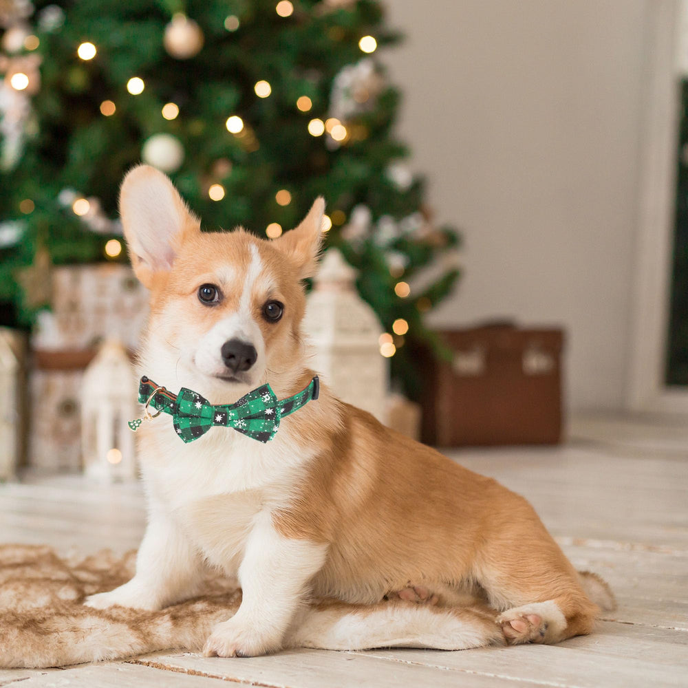 ADOGGYGO removable bowtie collar offers cute fashion with quick changes