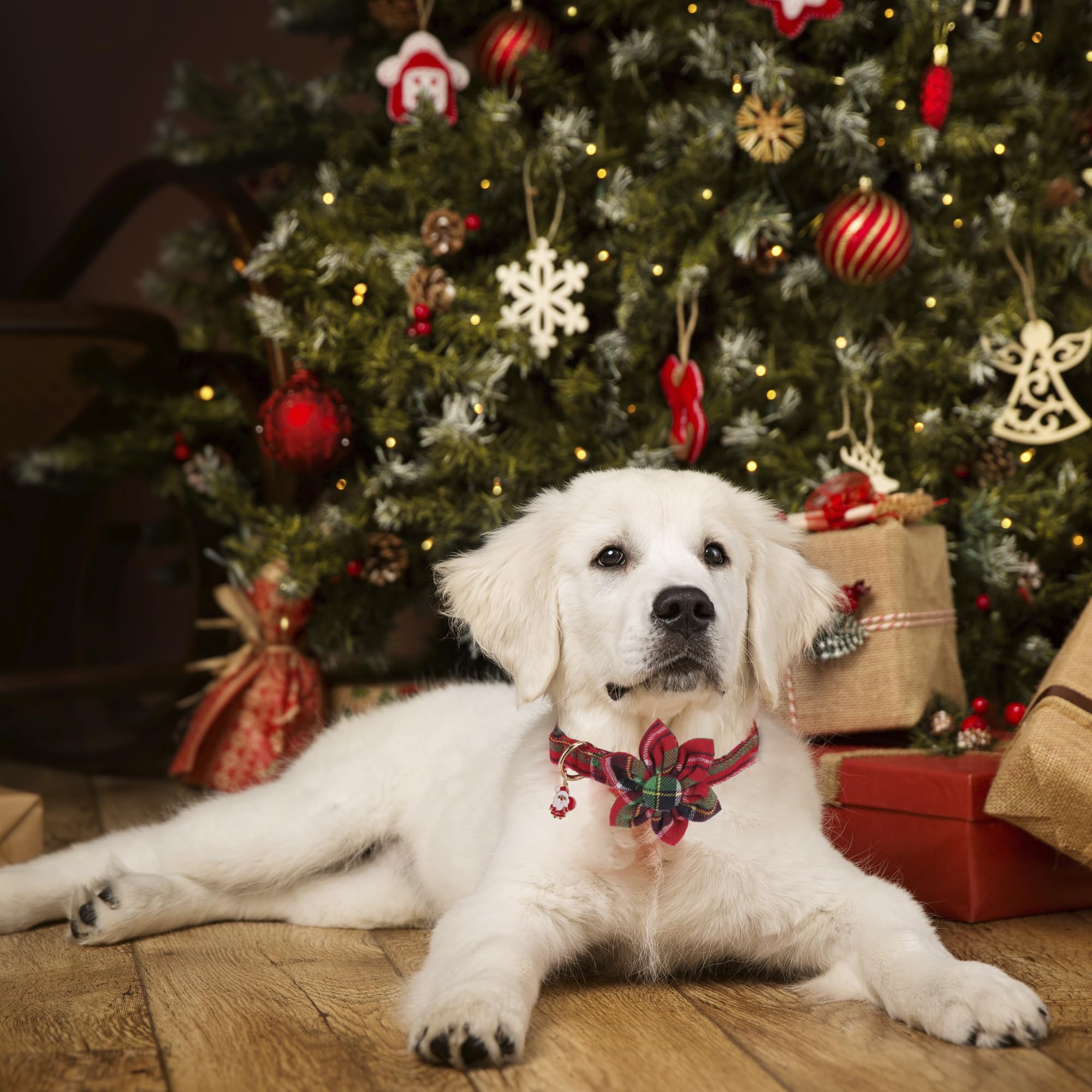 Removable floral attachment on ADOGGYGO collar enables versatile styling and quick looks.