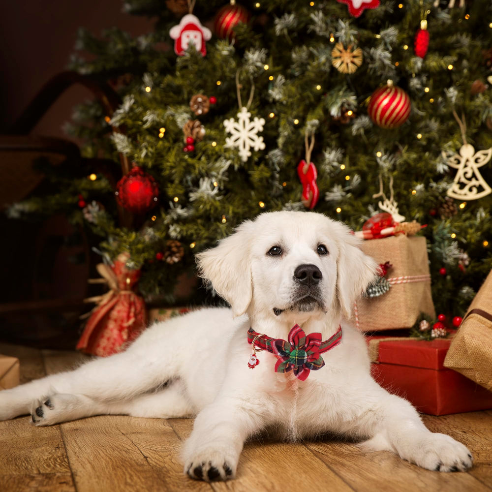 Removable floral attachment on ADOGGYGO collar enables versatile styling and quick looks.