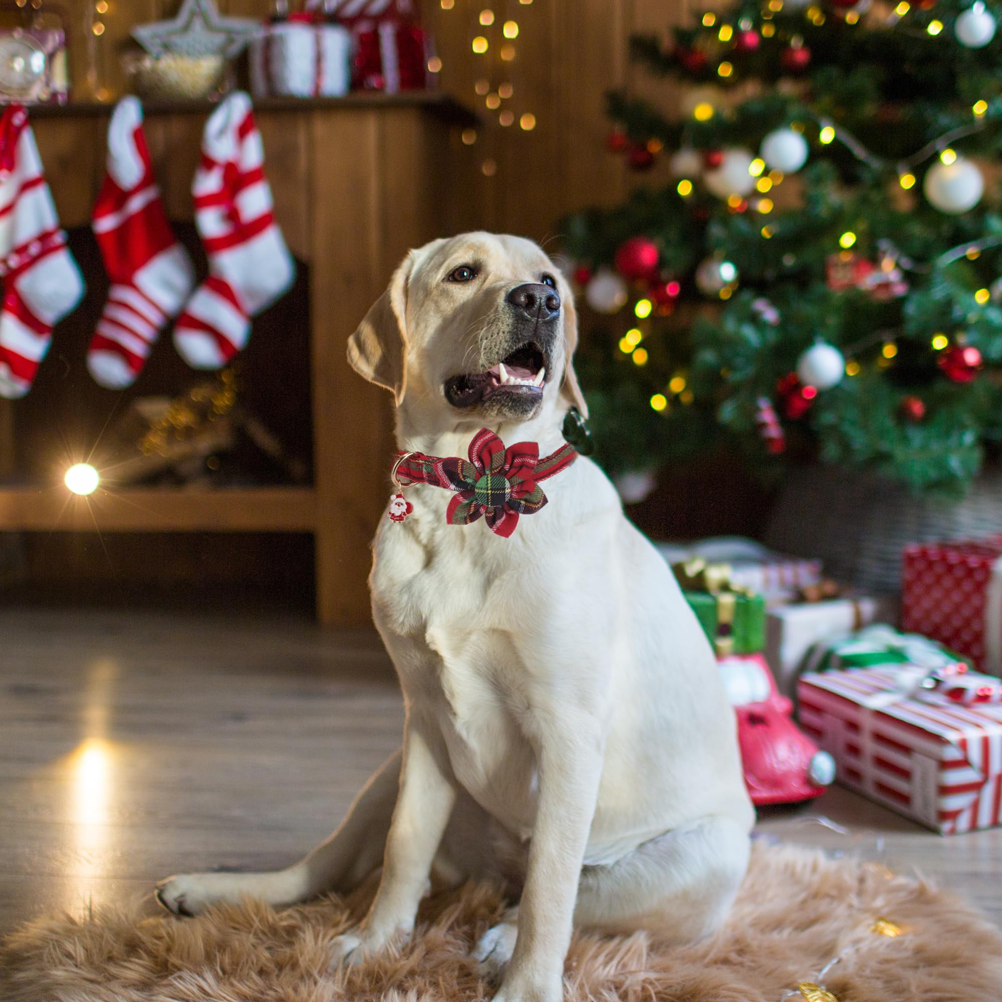 ADOGGYGO removable floral accessory on collar for easy mix-and-match holiday styling.