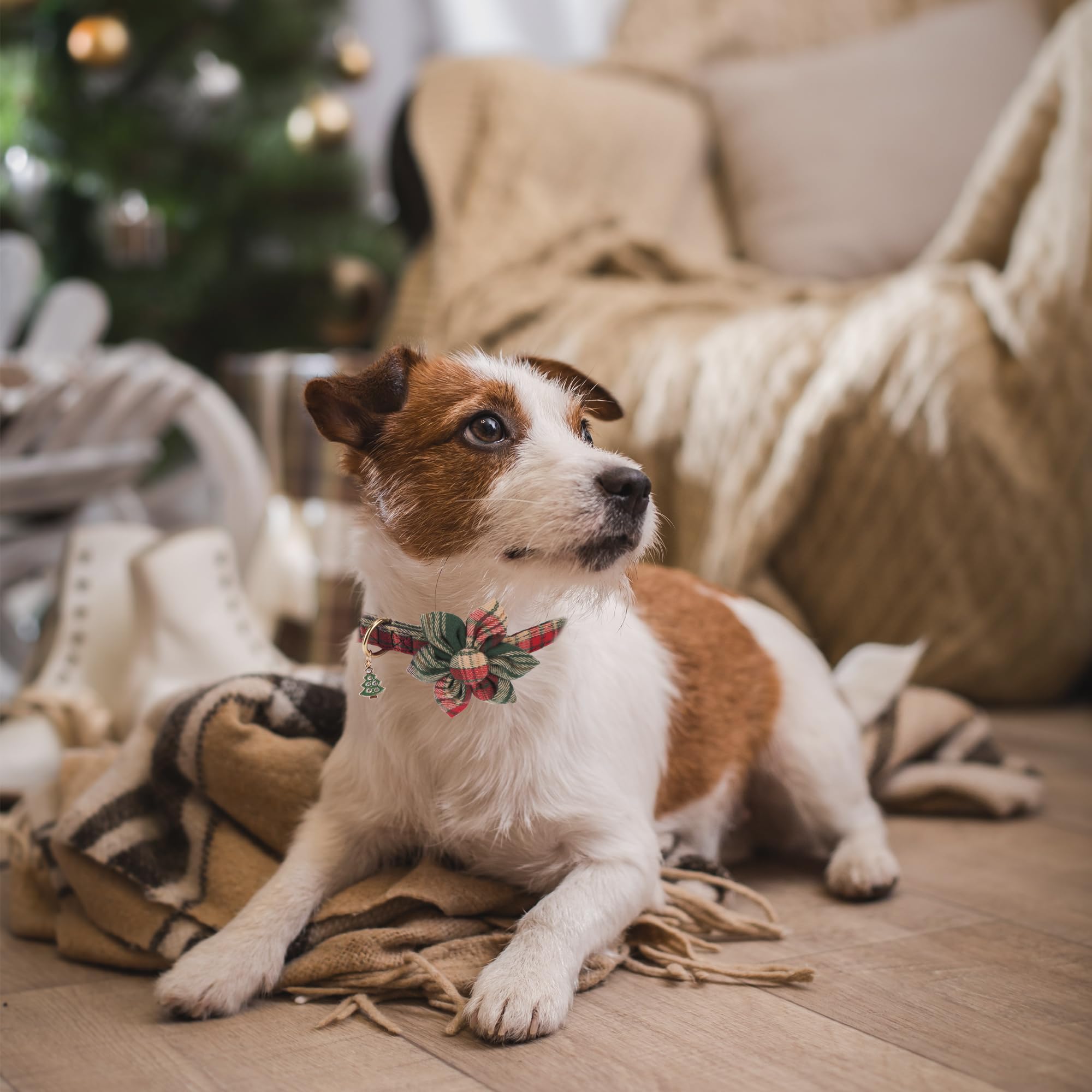 Soft cotton ADOGGYGO collar provides gentle comfort during daily wear.