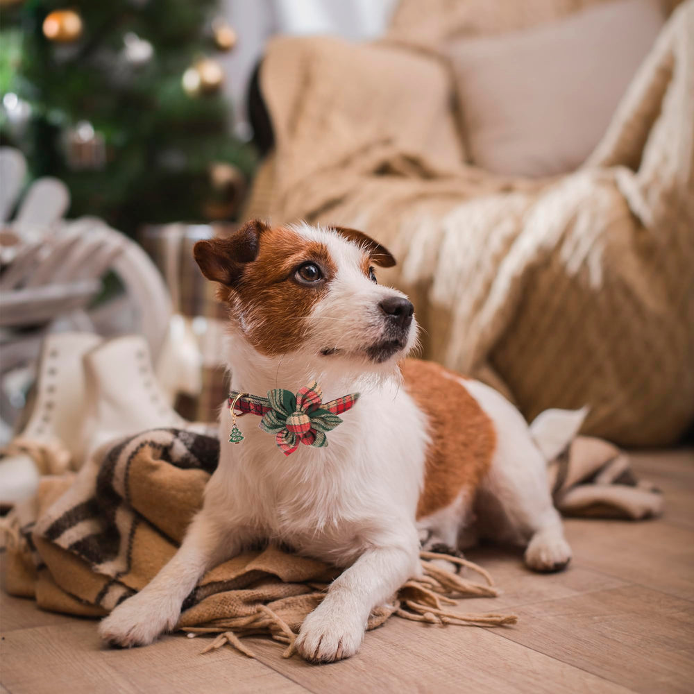 Soft cotton ADOGGYGO collar provides gentle comfort during daily wear.