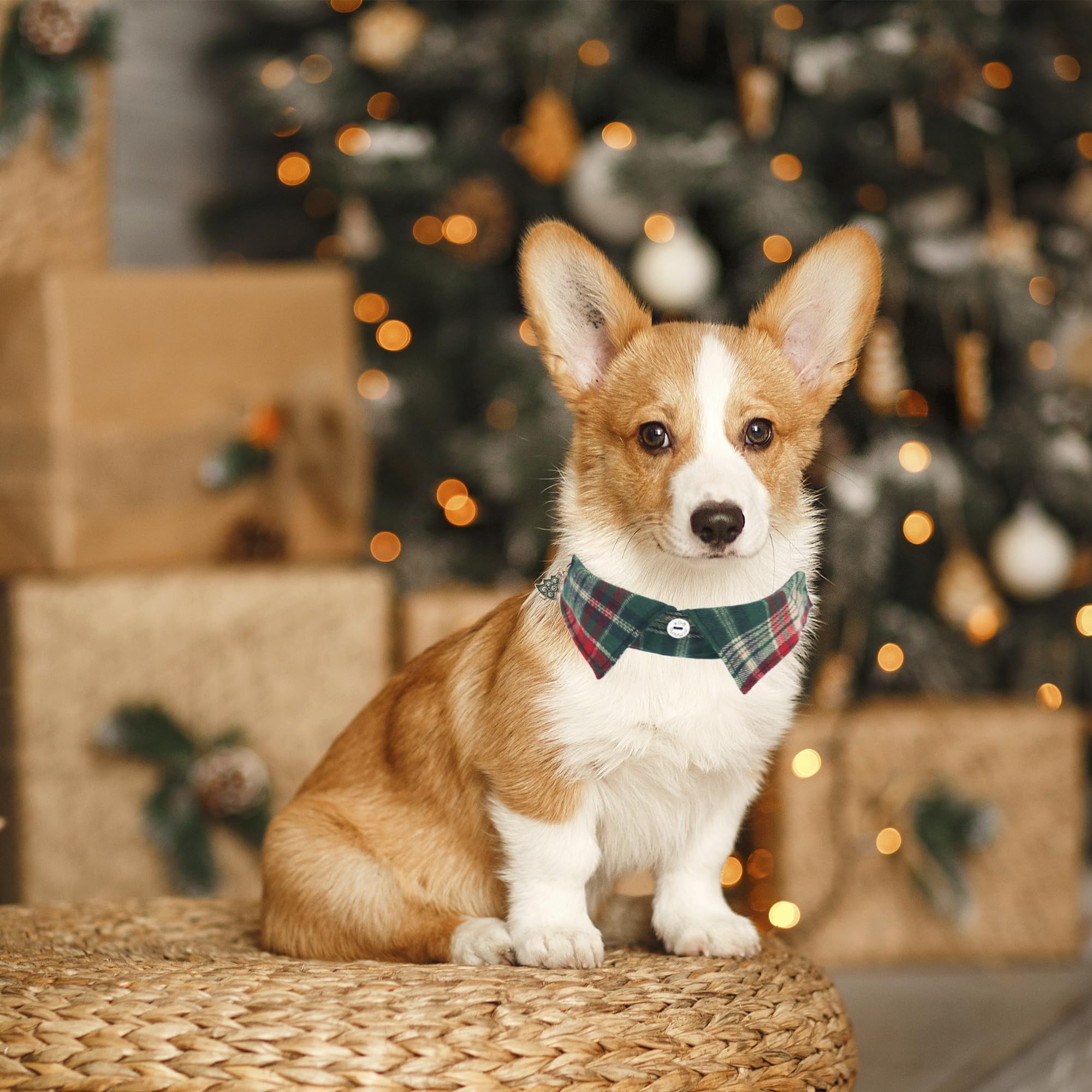ADOGGYGO soft cotton dog collar emphasizes comfortable daily wear and gentle contact.