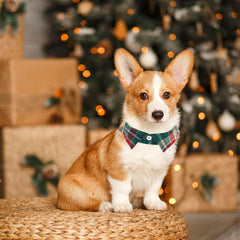 ADOGGYGO soft cotton dog collar emphasizes comfortable daily wear and gentle contact.