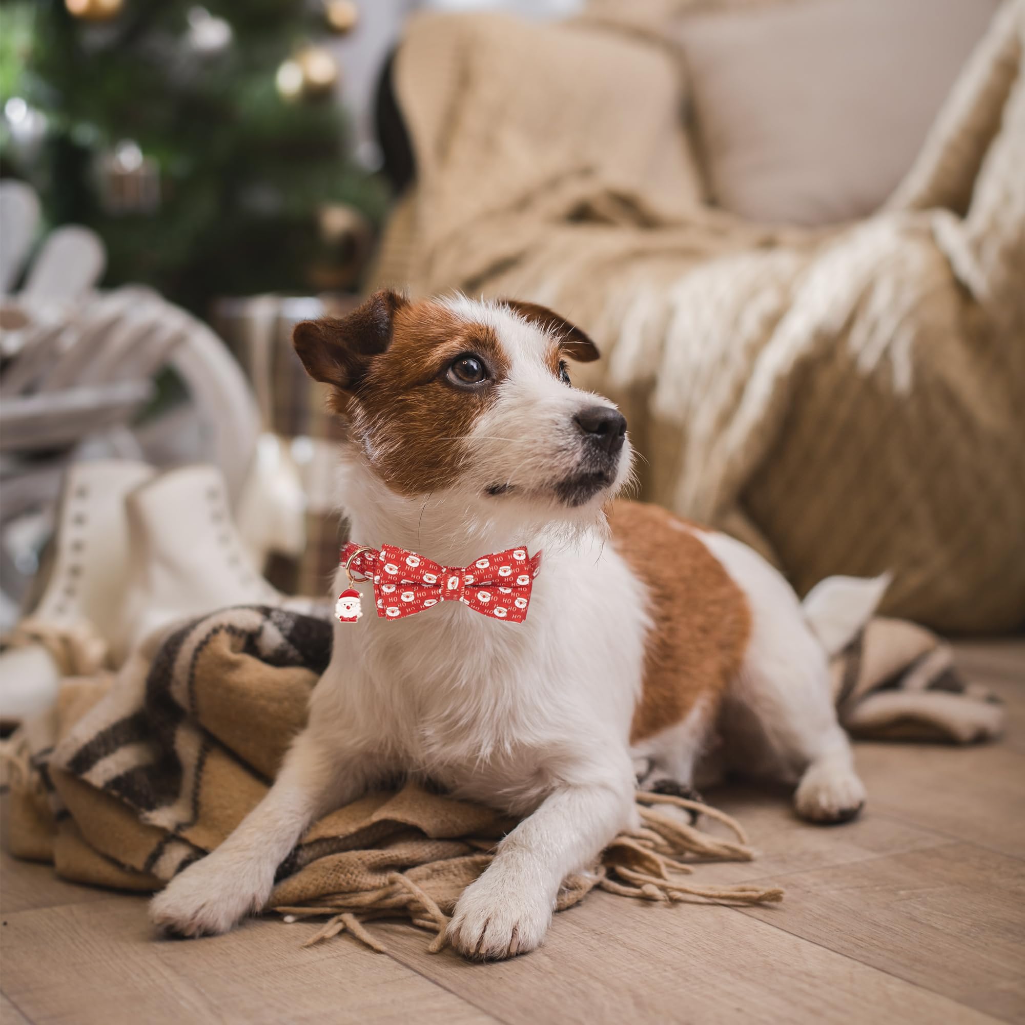 ADOGGYGO soft polyester collar closeup highlighting comfortable daily wear.