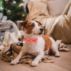 ADOGGYGO soft polyester collar closeup highlighting comfortable daily wear.