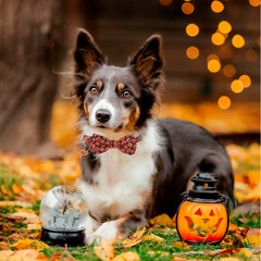 ADOGGYGO soft polyester collar, removable bowtie, easy on/off for quick costume changes.