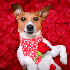 ADOGGYGO Valentine bandana in pink heart pattern adds cute flair for daily walks and photos