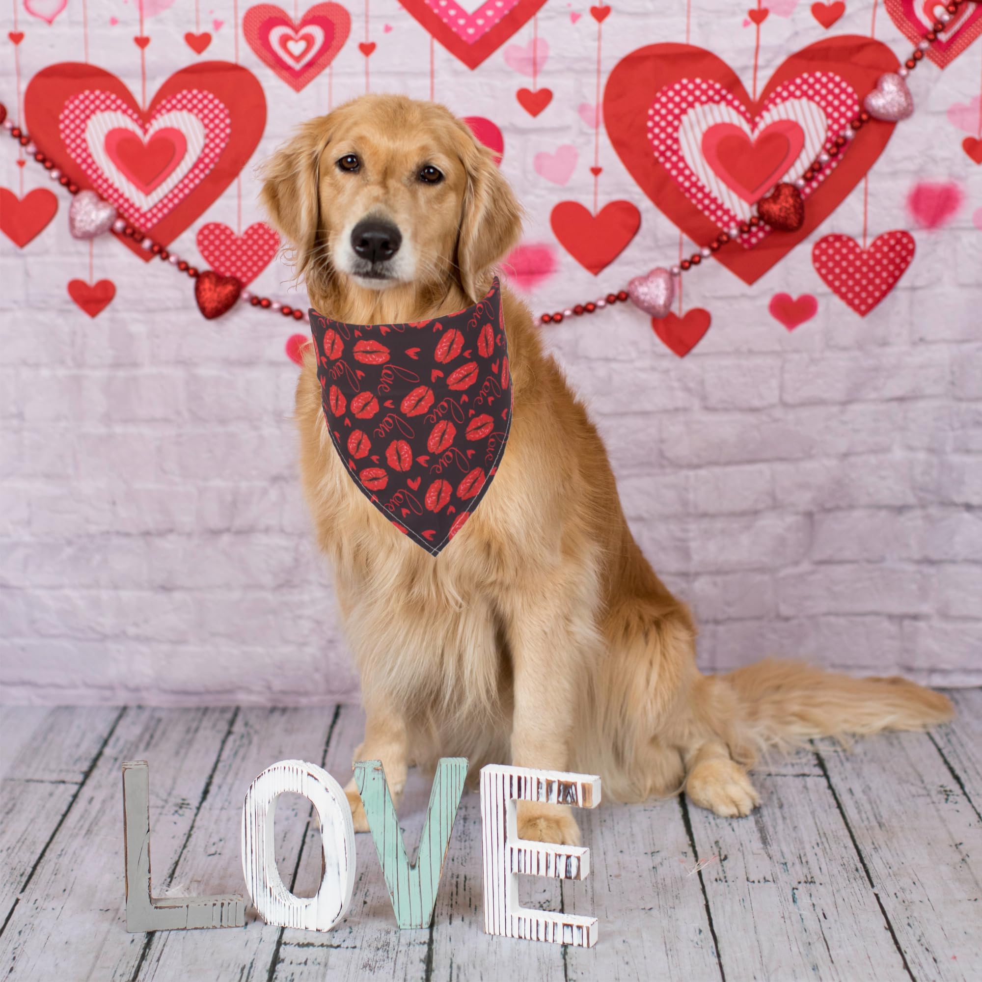 ADOGGYGO X-Large dog bandana worn setup for comfortable large dog styling