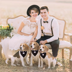 ADOGGYGO wedding collar bandana in black worn during a festive event
