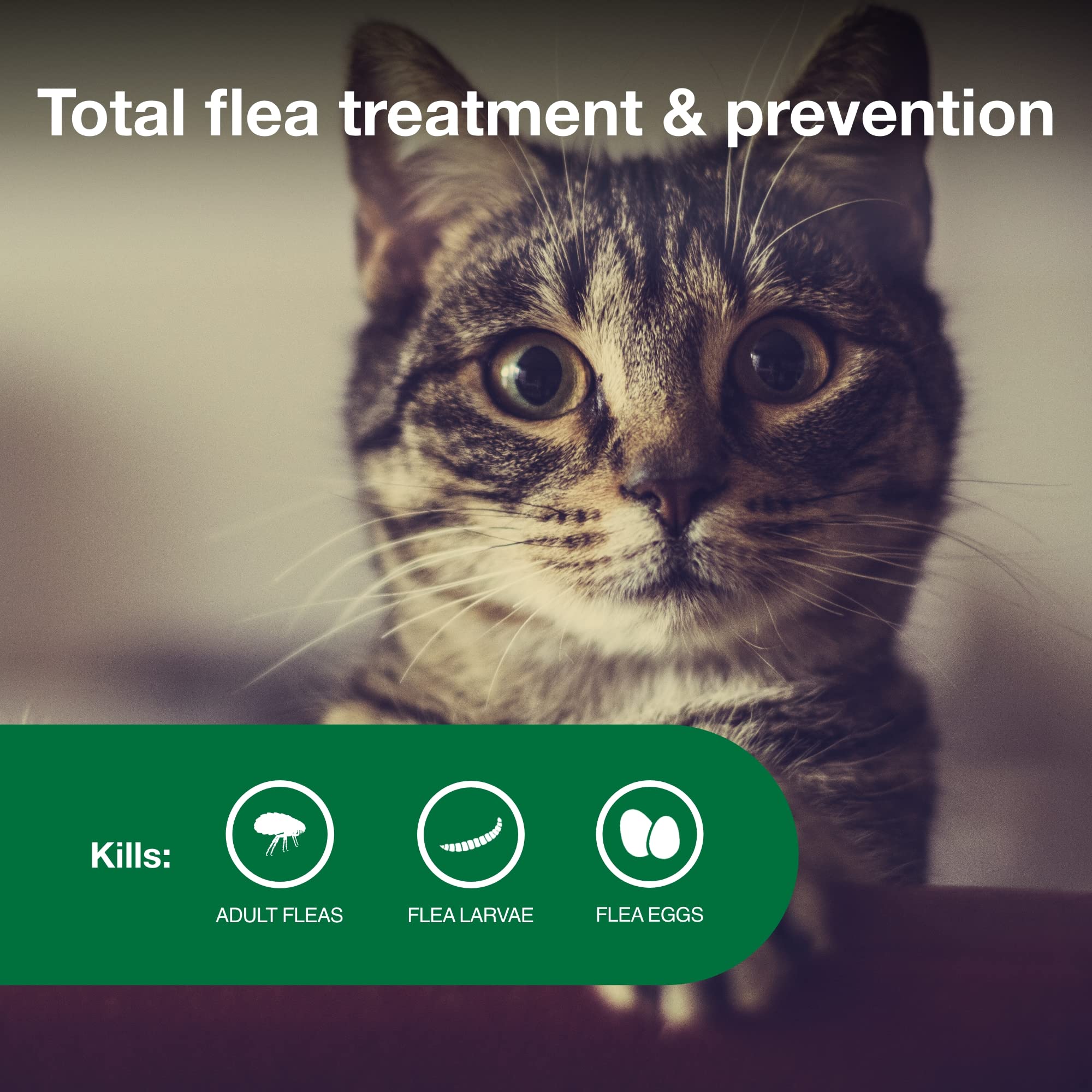 Advantage II Small Cat-larvae-eggs-kill-through-contact demonstrates total flea life-cycle protection.
