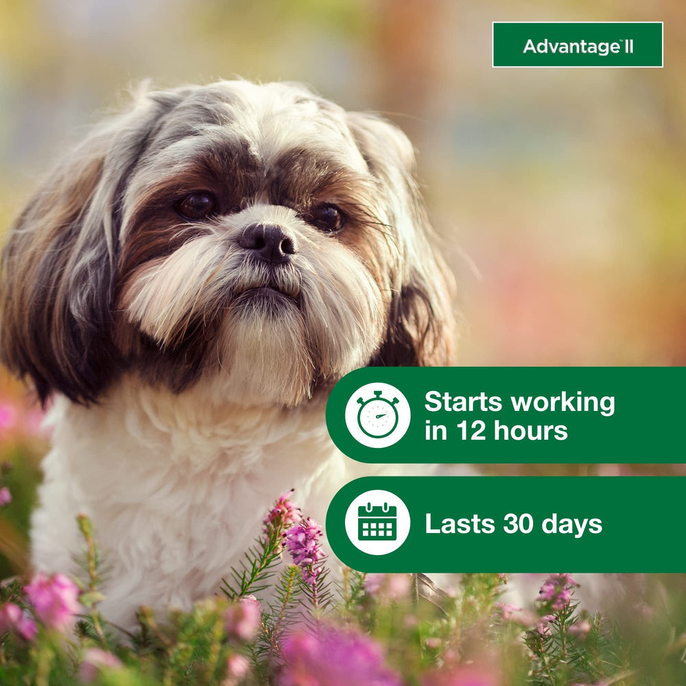 Advantage II Small Dog suitable for indoor and outdoor dogs in daily routine