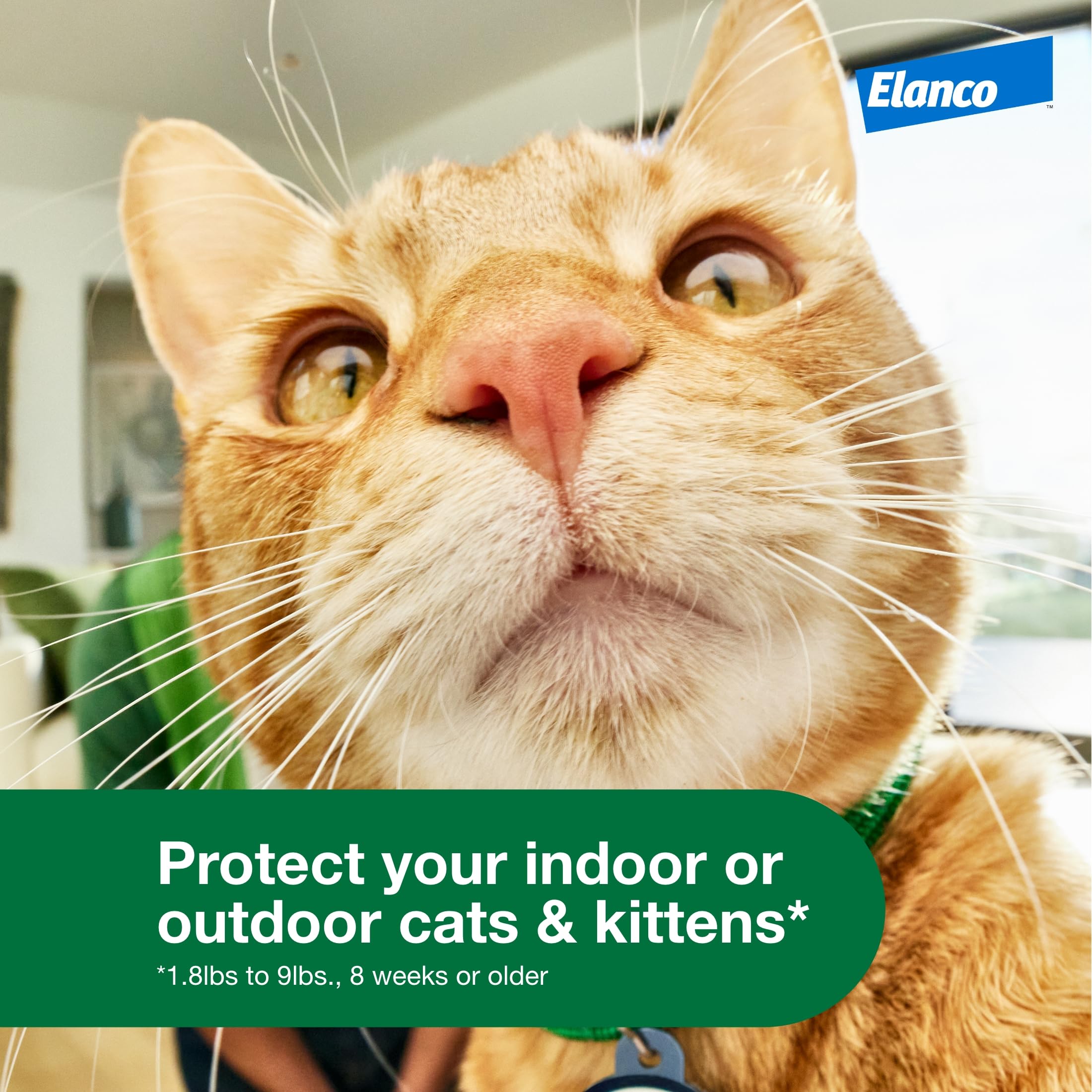 Advantage XD fragrance-free bottle highlights scent-free flea prevention for sensitive cats.
