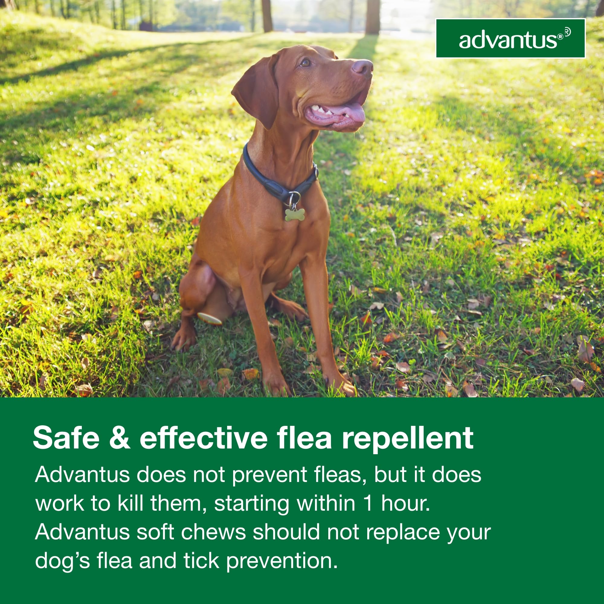 Advantus packaging notes use for dogs 10 weeks and older.