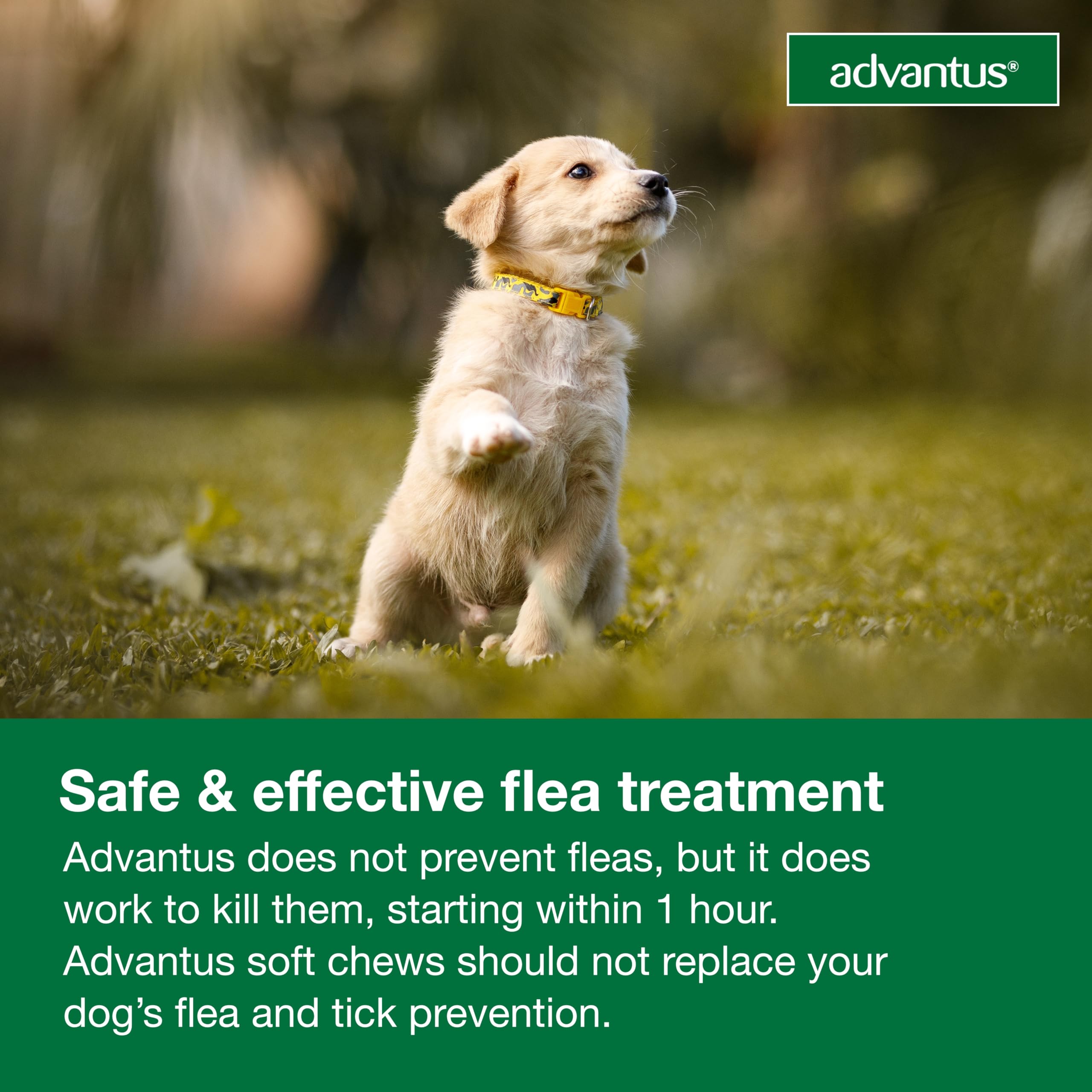 Advantus dog enjoying life after flea relief.