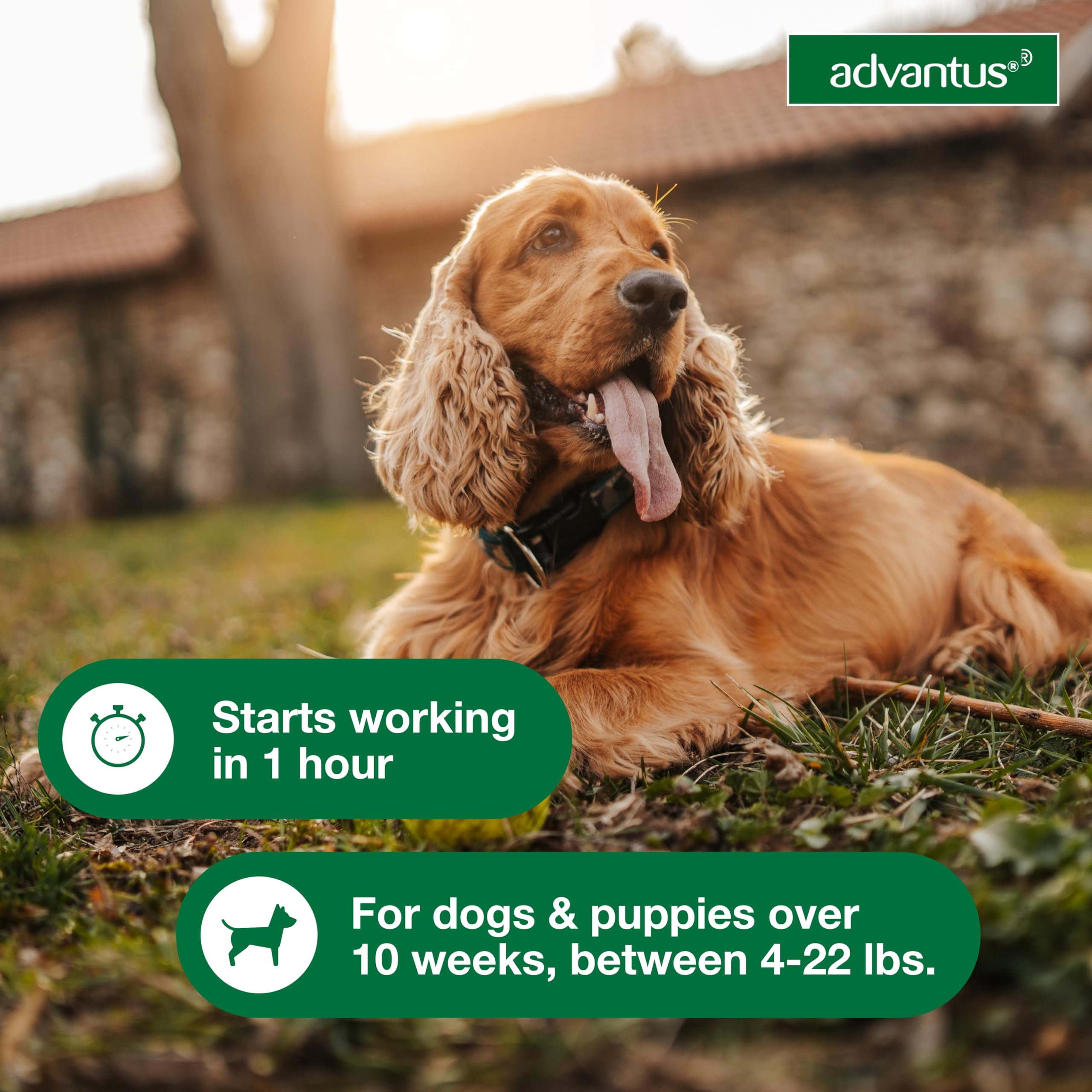 Advantus dog head relaxed after treatment signals comfort.