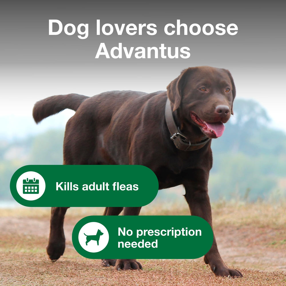 Advantus dog taking chew from hand demonstrates simple at-home administration.