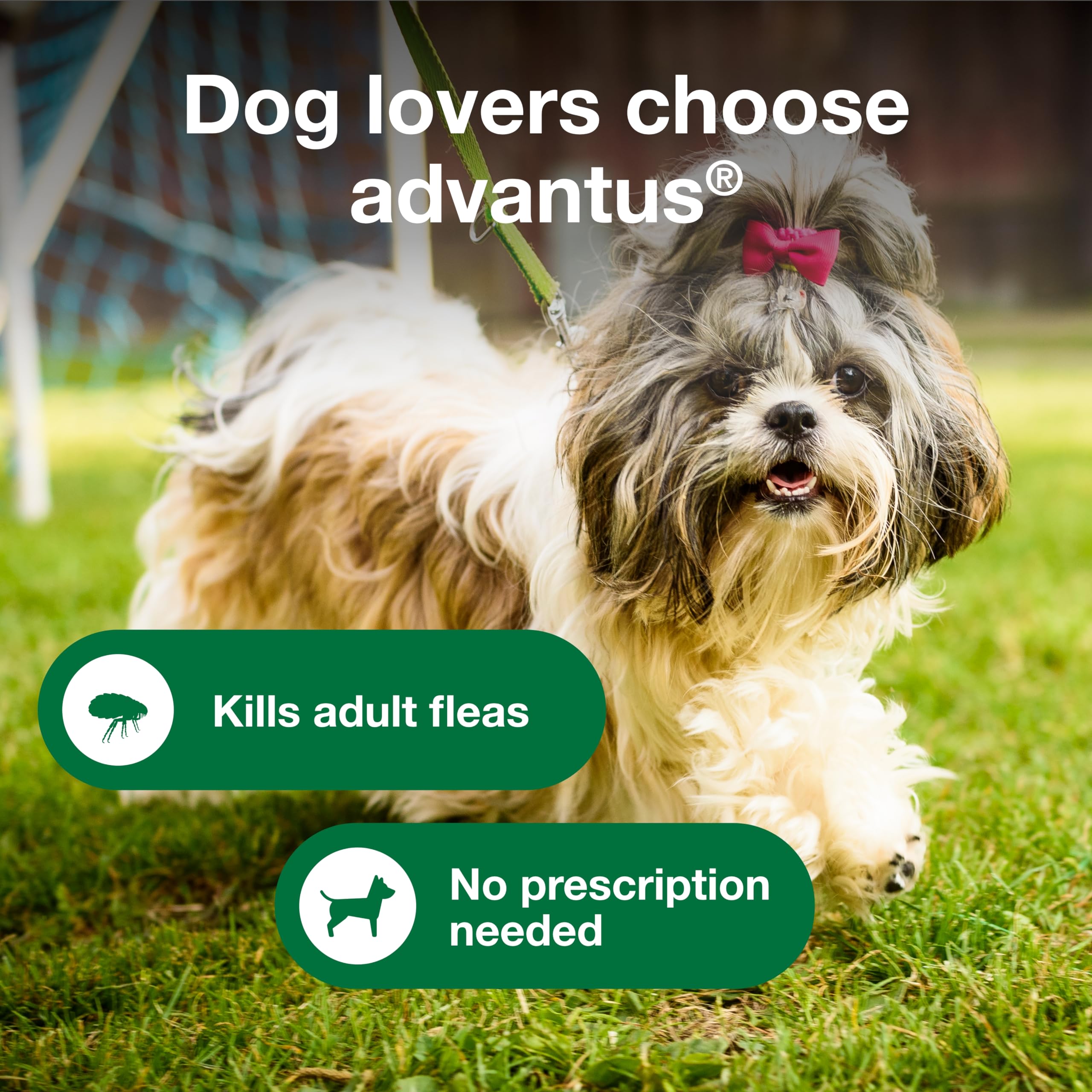 Advantus pet owner giving chew shows simple daily flea treatment integration.