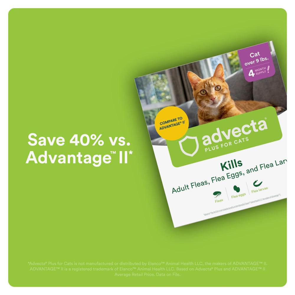 Advecta Plus waterproof drops applied to cat skin provide continuous protection.