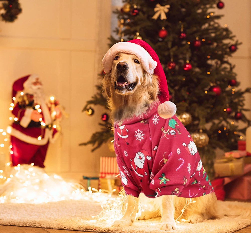 AFYHH dog wearing sweater during a holiday walk demonstrates warmth and festive style.