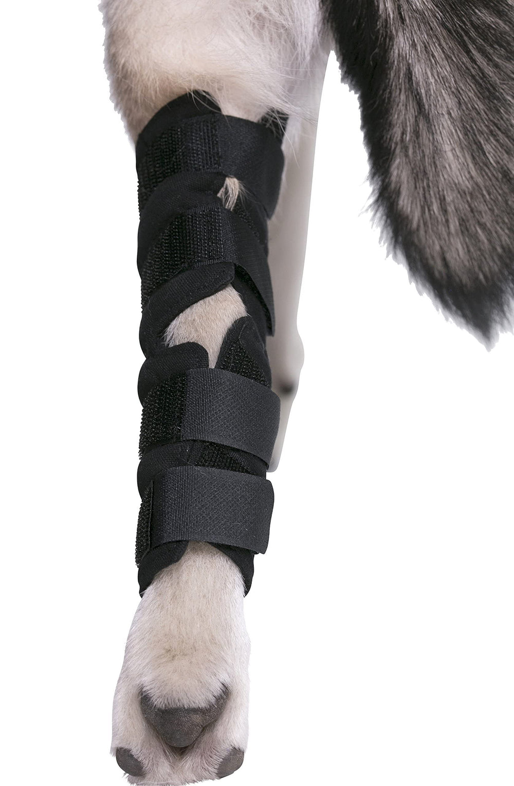 AGON dog hock brace supports arthritis comfort during daily walks