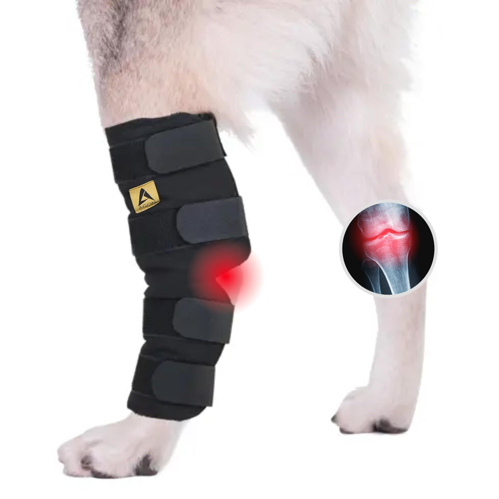AGON dog hock brace on dog during play shows secure fit
