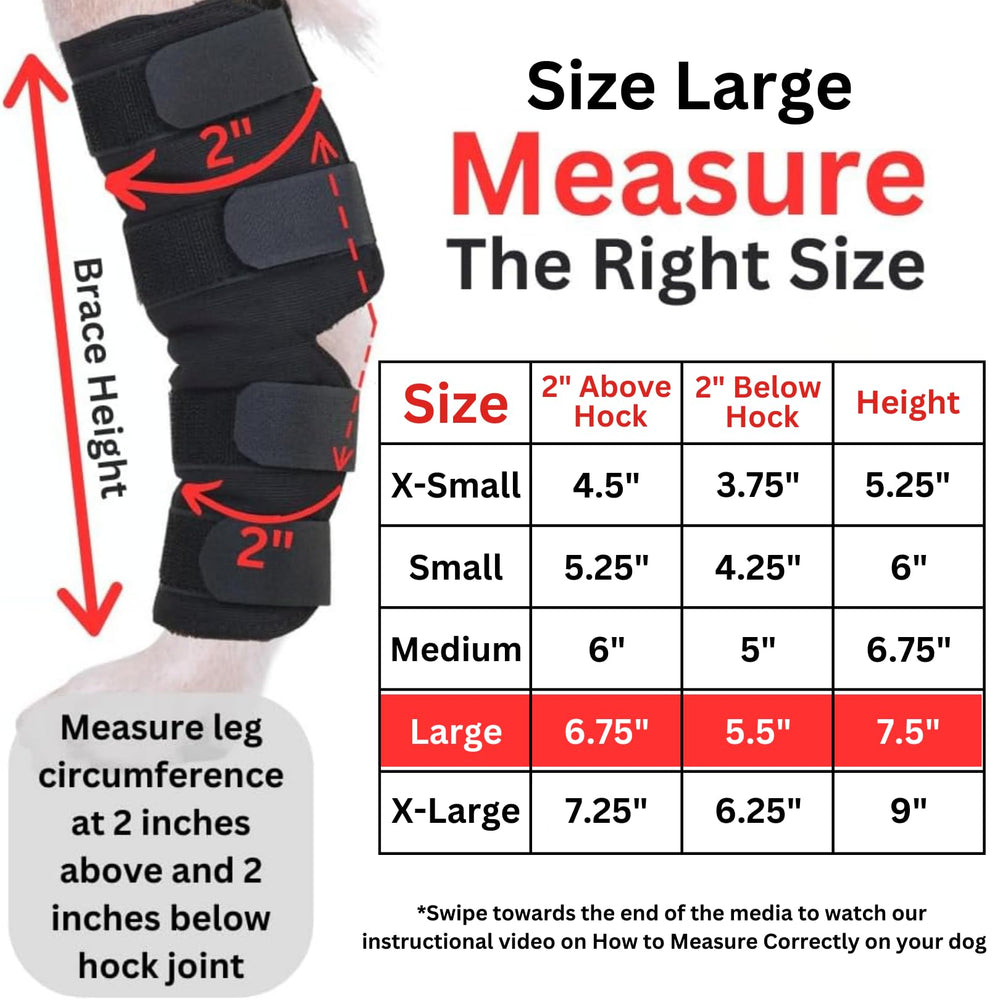 AGON dog hock brace on hind leg provides gentle support during activity