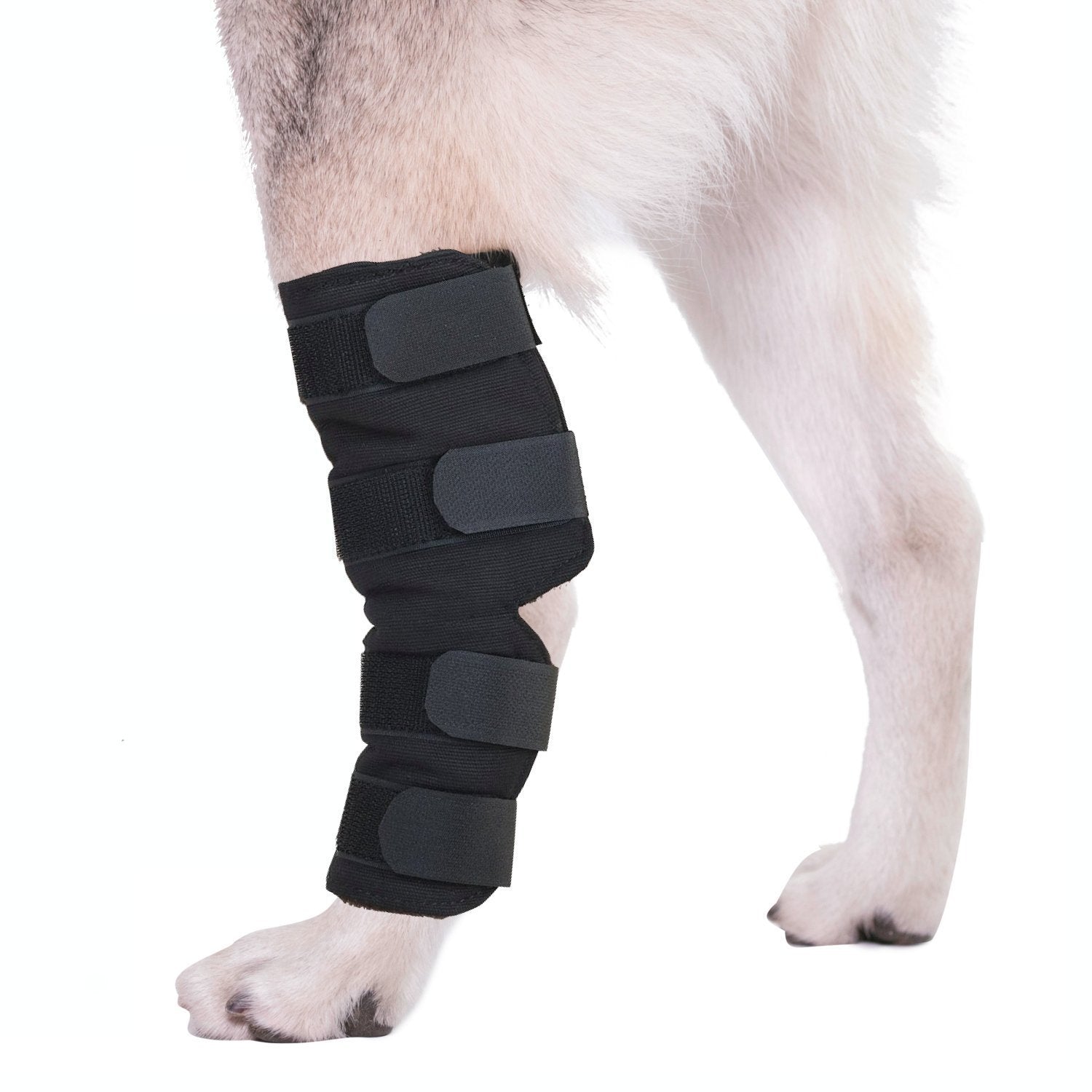 AGON dog hock brace protecting wound area while canine heals