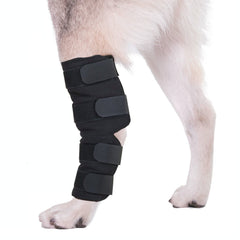 AGON dog hock brace protecting wound area while canine heals