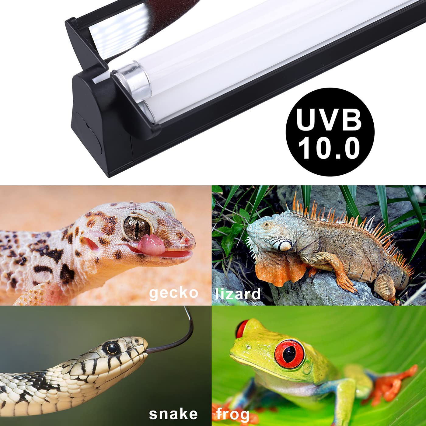 Aiicioo T5 UVB kit supports desert-dwelling reptiles' activity and appetite through UVA/UVB exposure