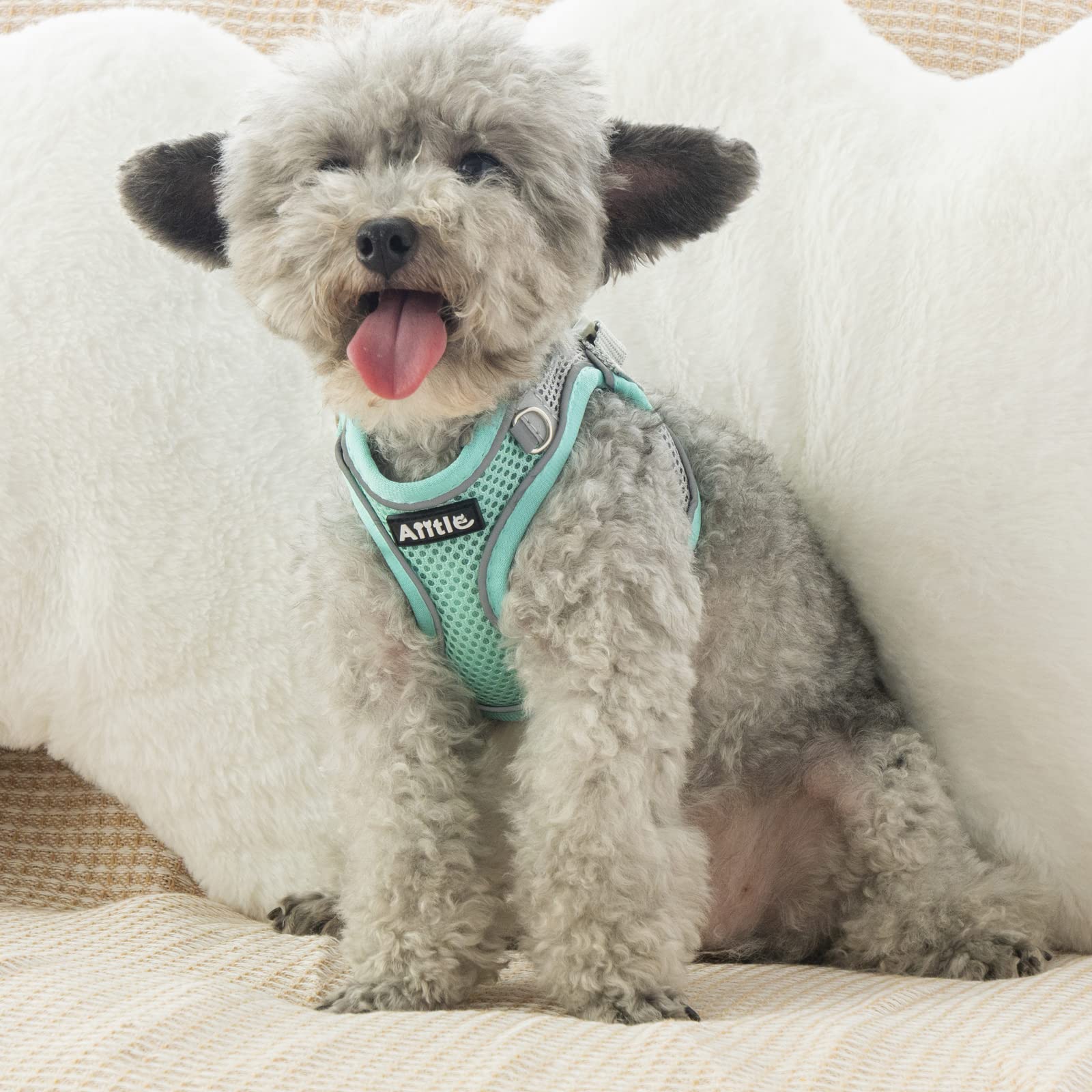 Aiitle puppy-cat friendly harness multiple-sizes — fits extra-small to medium pets.