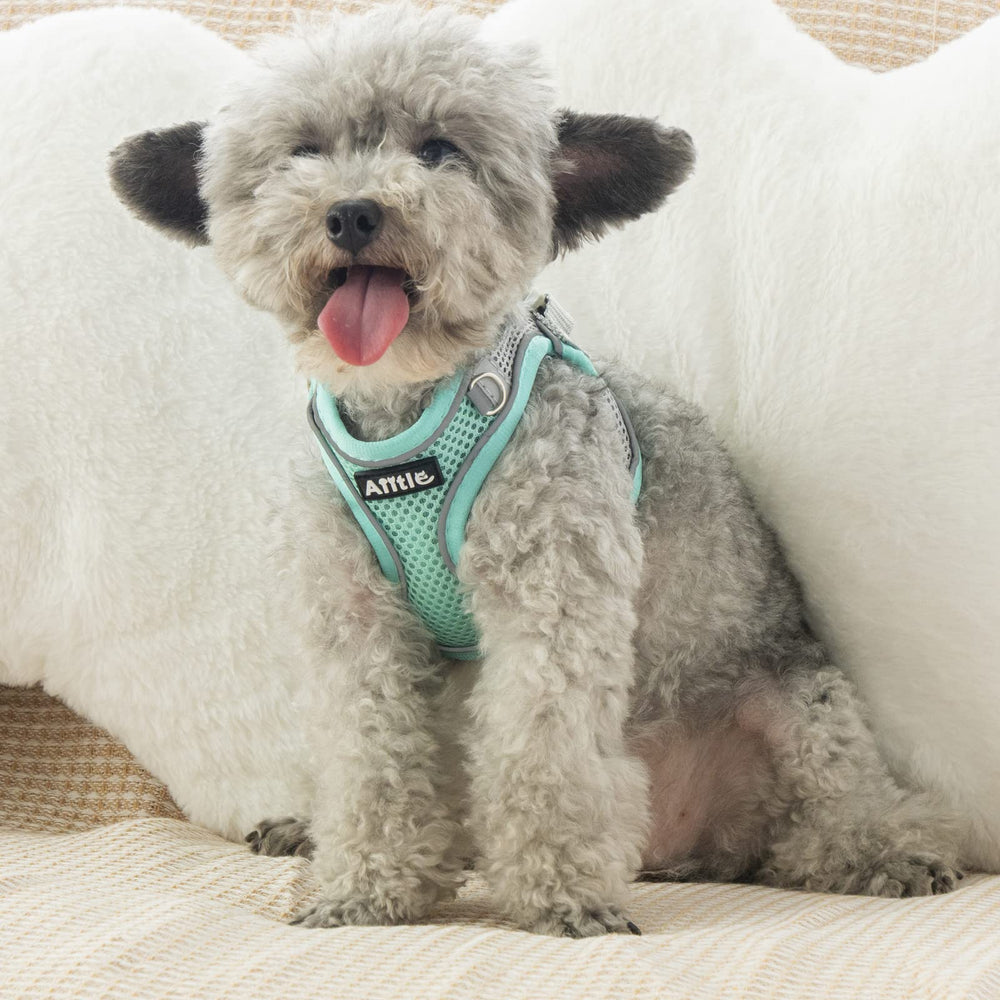 Aiitle puppy-cat friendly harness multiple-sizes — fits extra-small to medium pets.